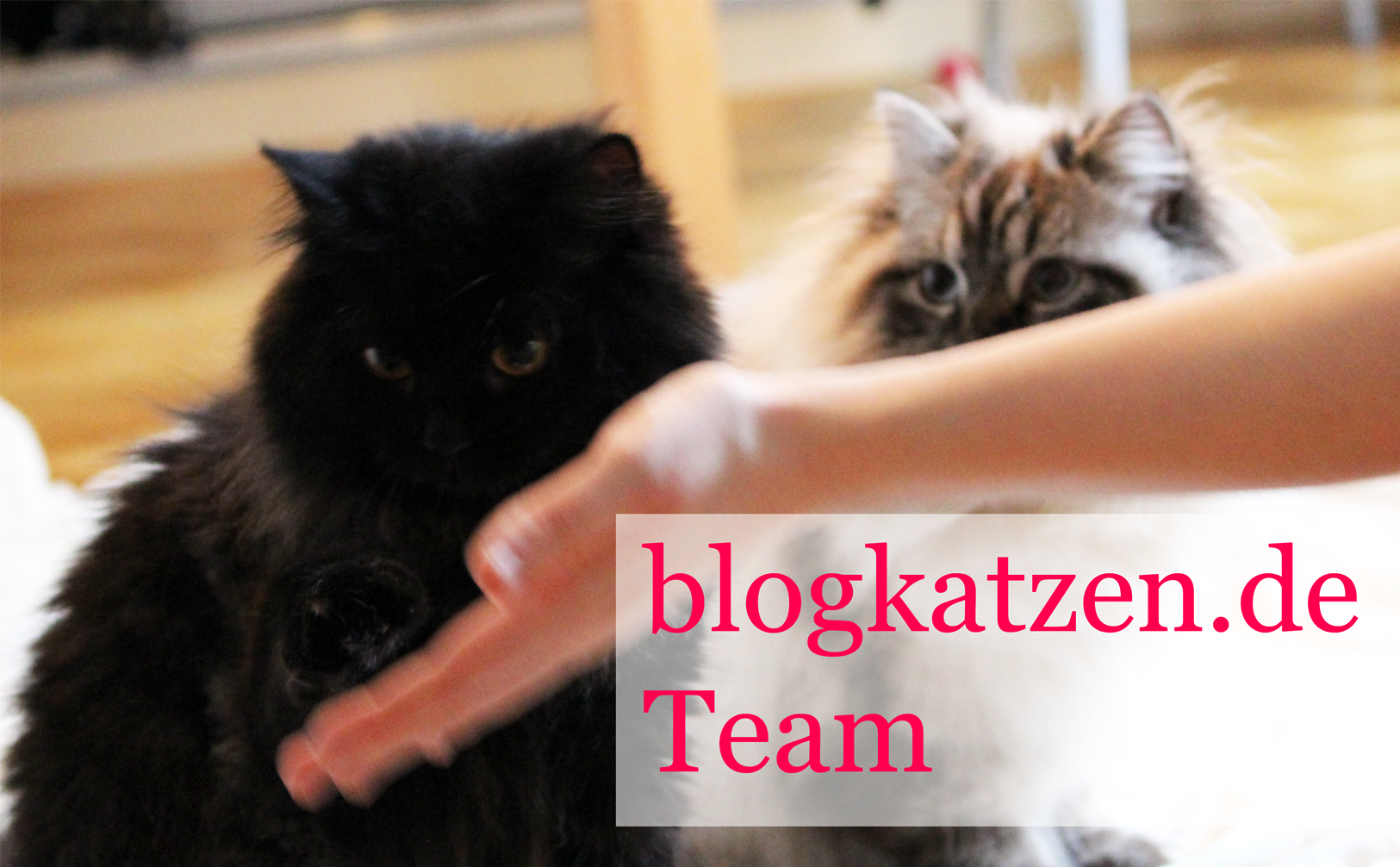 Blogkatzen-Team