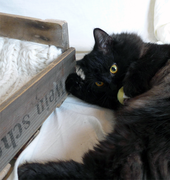 Massagebogen für Katzen - DIY aus hundkatzemaus