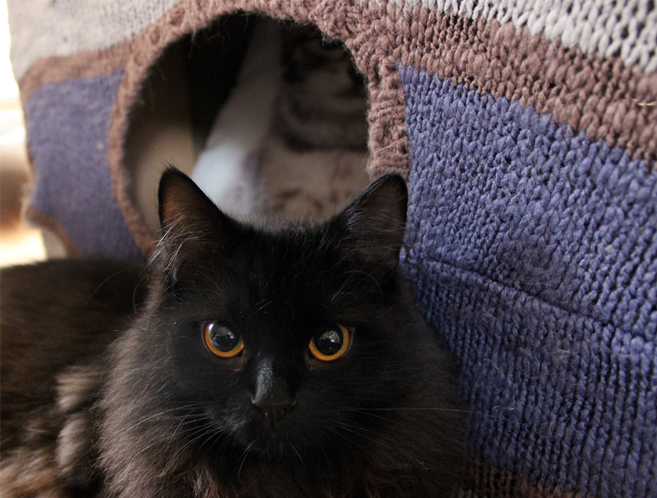 Massagebogen für Katzen - DIY aus hundkatzemaus