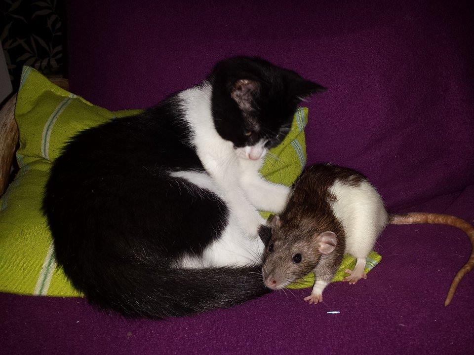 Kater mit Ratte