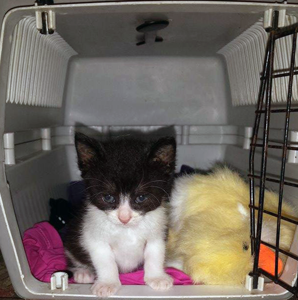 Kitten in Box