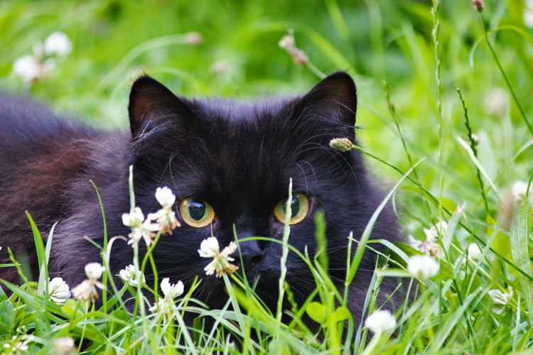 Schwarze Katze im Gras