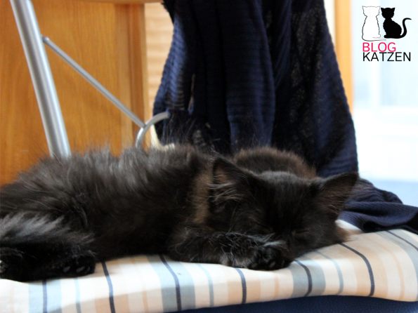 Zorro- schlafendes Kitten