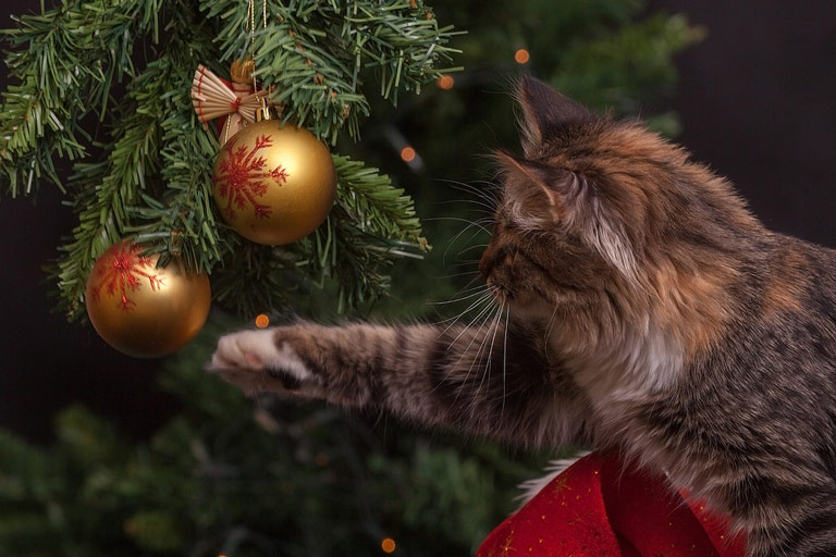 Katze und Weihnachtsdeko und Tannenbaum