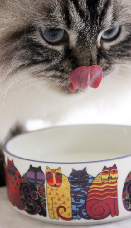 Katzenfutter ohne Getreide oder mit? 5 Katzenfutter-Mythen - Mit Miamor Feine Beute