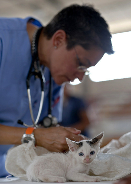 Straßenkitten Tierarzt