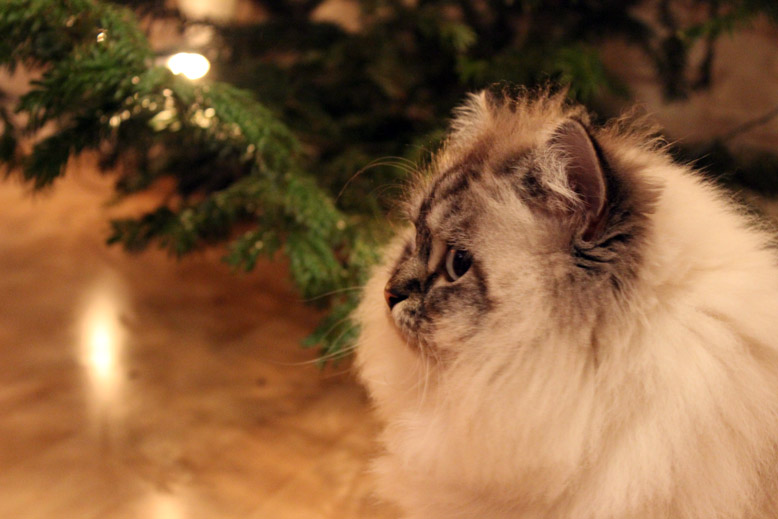 Katze mit Weihnachtsbaum