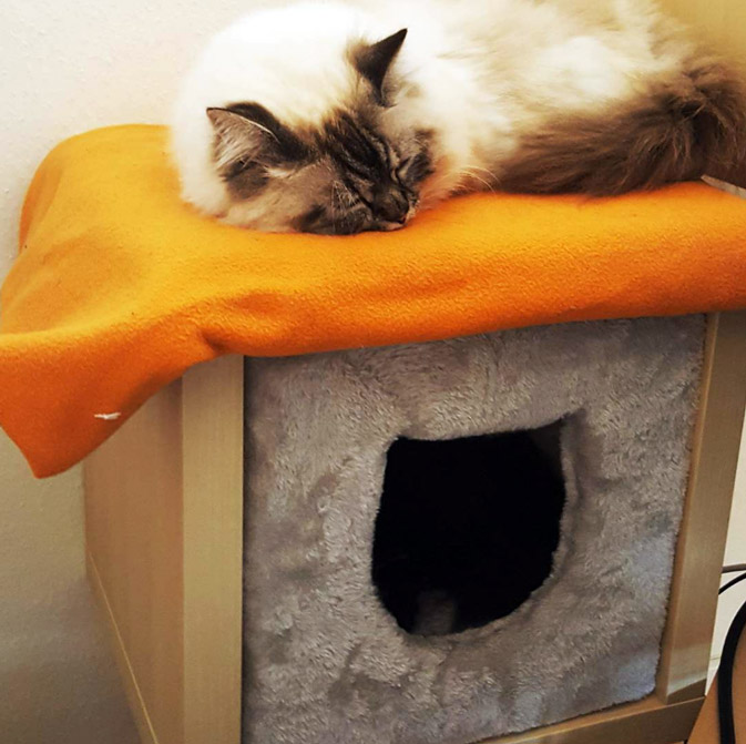 Kuschelalarm: Katzenhöhle Lazy Place für einen faulen Herbst