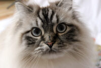 Verzweifelt- was ist mit meiner Katze? Simba- Rolling Skin Syndrome