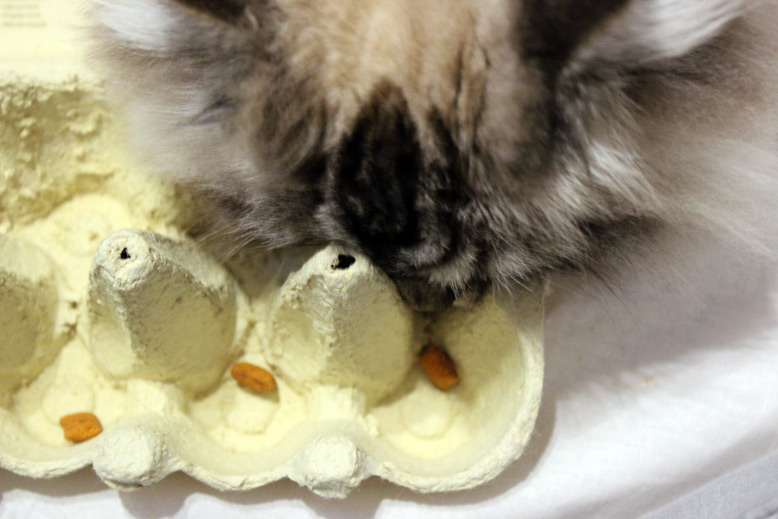 Eierkarton als Katzenspielzeug umfunktionieren
