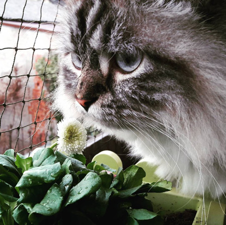 Frühling-Katze mit Blume