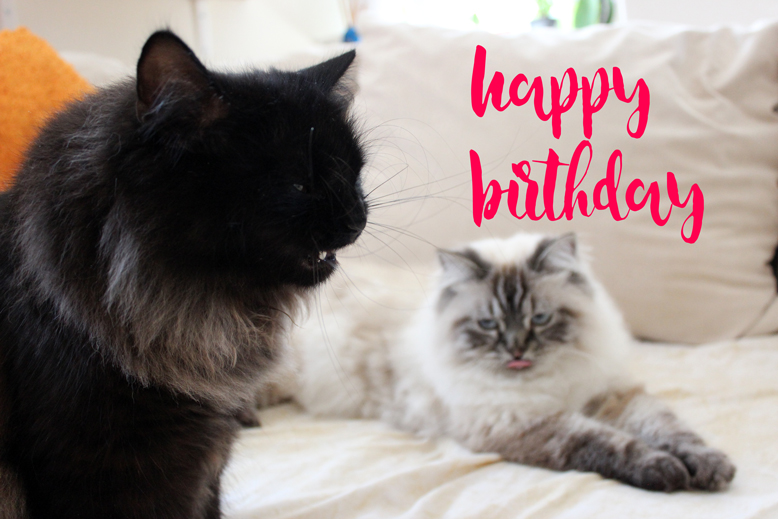 Katze geburtstagssprüche Geburtstagswünsche Lustig