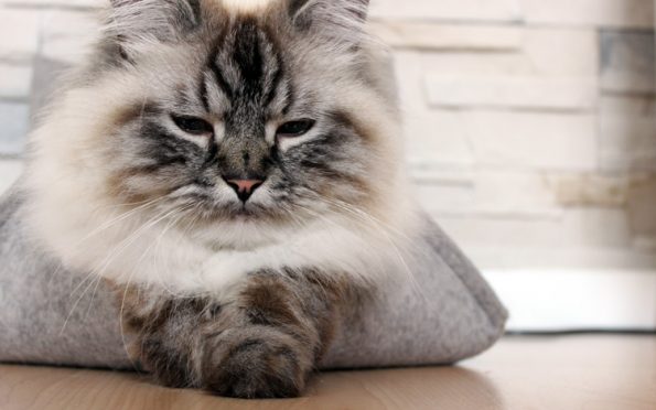 Stylecats- Groovie Katzenbett aus Filz schlafende Katze