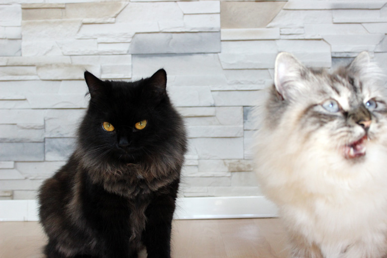 Katzenpaar- schwarz und weiß