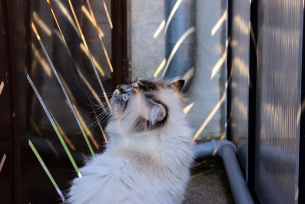 Point Katze in der Sonne