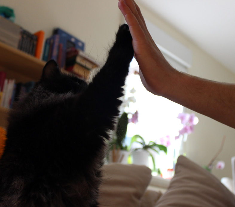 Katze High five
