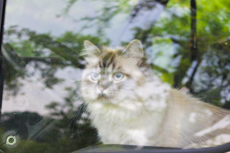Katze durch Wohmobilfenster