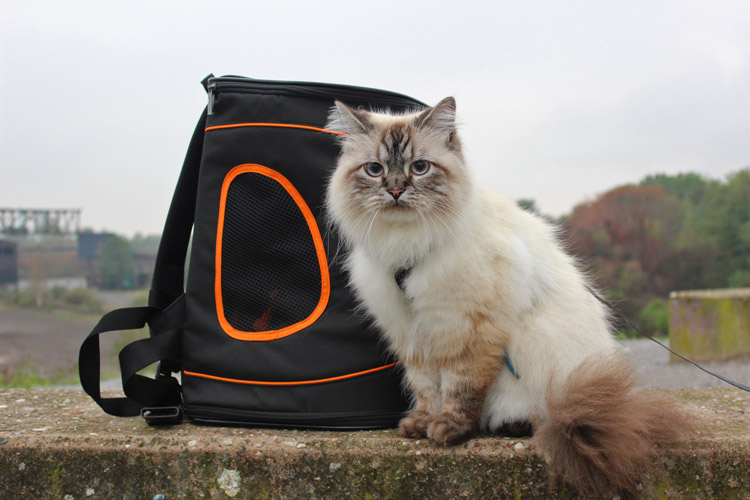 Katzenrucksack Petsfit Catbackpack