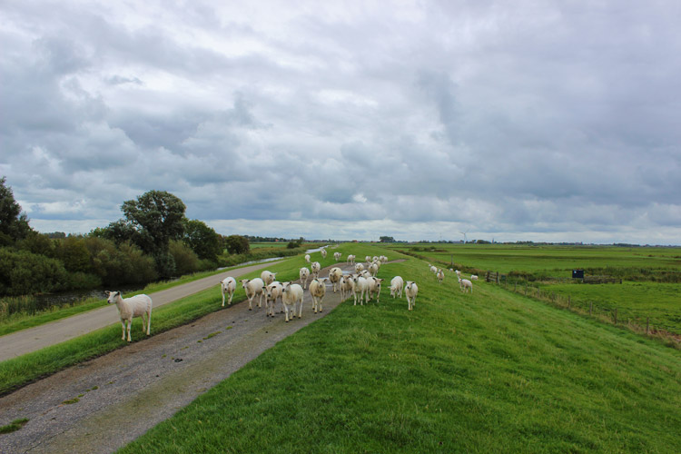 Schafe in Holland