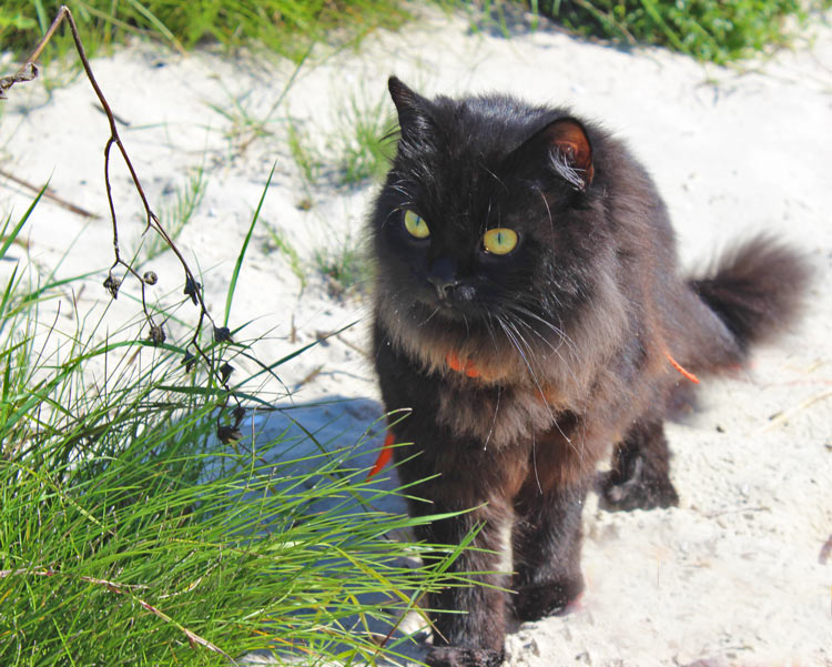 Schwarze Katze am Strand