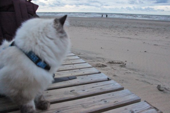 Katze am Strand in Holland