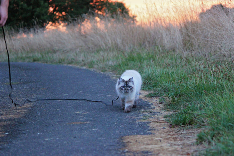 Katze geht spazieren auf Reisen