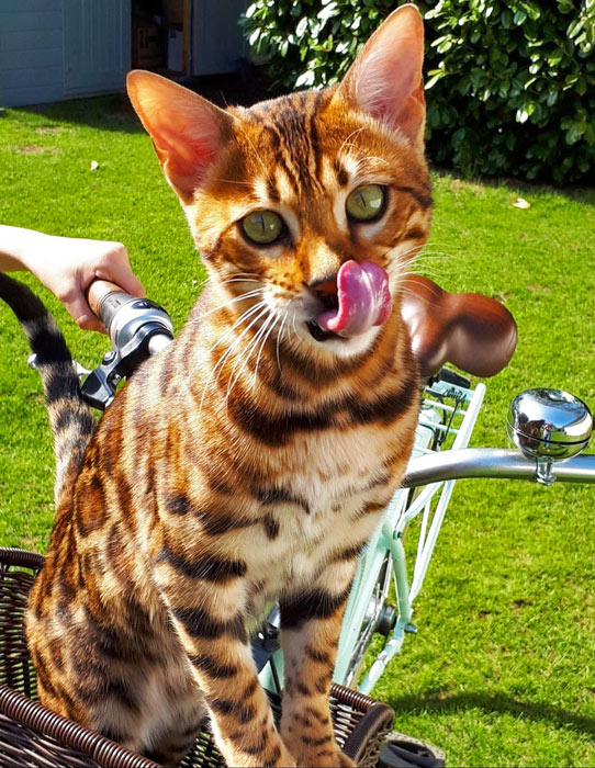 Katze auf Fahrrad mitnehmen