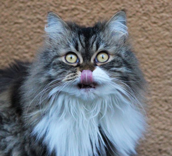 Katze Socke mit herausgestreckter Zunge
