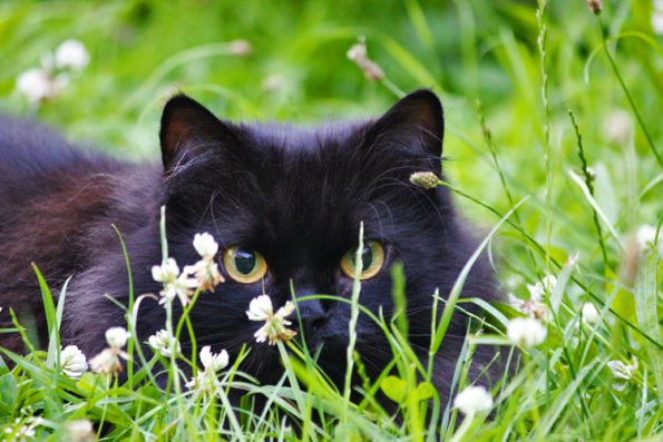 Giftige Pflanzen für Katzen - aufgepasst