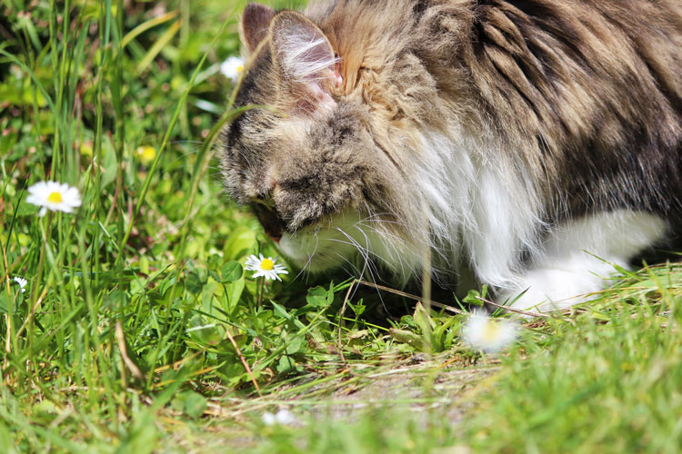 Gänseblümchen Giftig Für Katzen