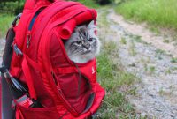 Rucksack für Katzen – Training & unser neuer (Kurgo)