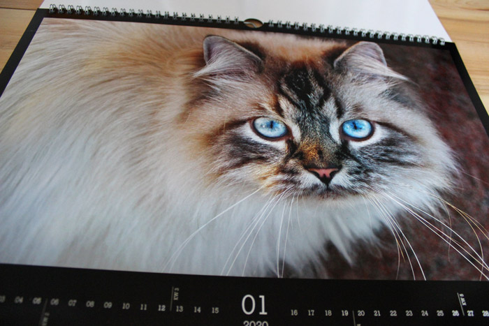 Katzenkalender von Cewe mit Katzenfotos