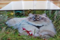 Katzenfotos aufnehmen- 3 ultimative Tipps z. B. für deinen Katzenkalender