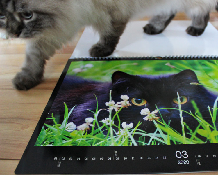 Katzenfotos in Katzenkalender