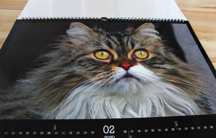 Katzenkalender CEWE mit Katzenfotos