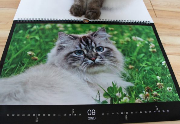Katzenfotos in Katzenkalender drucken