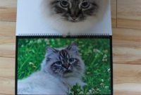 Katzenfotos aufnehmen- 3 ultimative Tipps z. B. für deinen Katzenkalender