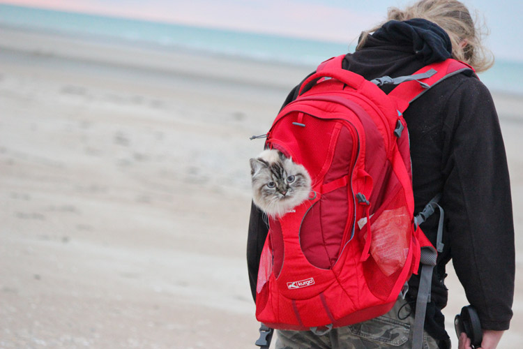 Mit Katze verreisen- Katze im Rucksack
