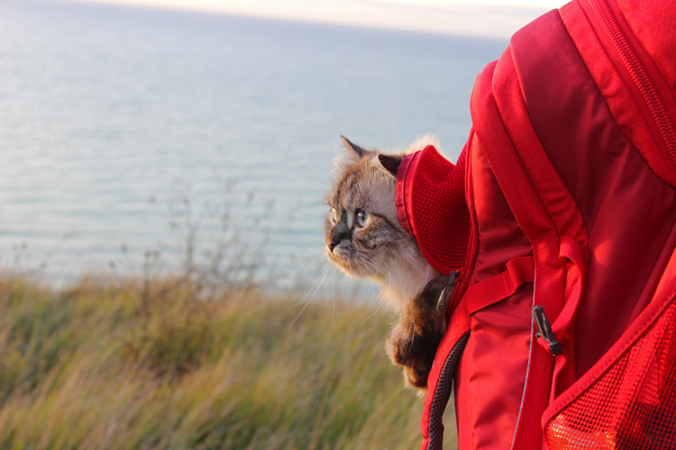 Mit Katze verreisen im Rucksack