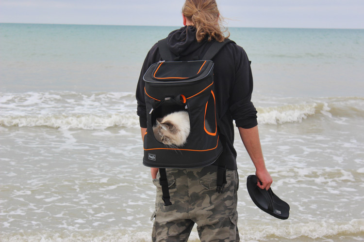 Mit Katze verreisen am Meer