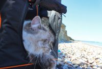 Katze mit in den Urlaub nehmen- unsere Routine & Update zur Katzentasche