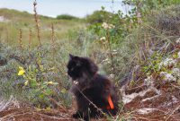 Katzen extrem- Hitze in Holland & Arktis daheim inkl. Erste Hilfe Tipps für Katzen