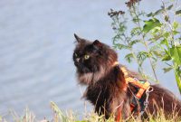 Medikamente für Katzen? Notfallapotheke auf Reisen & Daheim