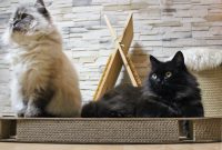 Kratzpappe für Katzen von CanadianCat