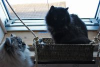 Fensterliege für Katzen - DIY aus hundkatzemaus