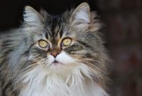 Corona-Virus bei Katzen – COVID-19: Übertragung und Risiko