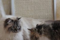 Katzen Kratzbrett für die Wand – DIY aus hundkatzemaus