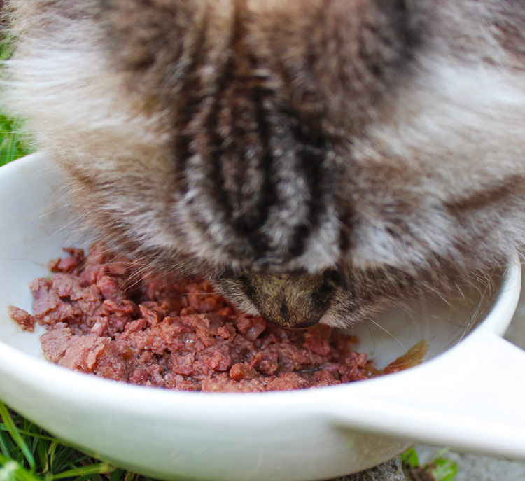 Katze isst Dr. Clauder's Nassfutter