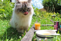 Katzenfutter ohne Getreide oder mit? 5 Katzenfutter-Mythen - Mit Miamor Feine Beute