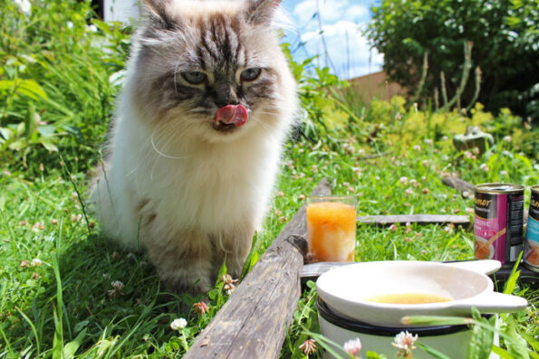 Miamor Trinkfein - Katzendrink; Hilfe, Katze trinkt zu wenig